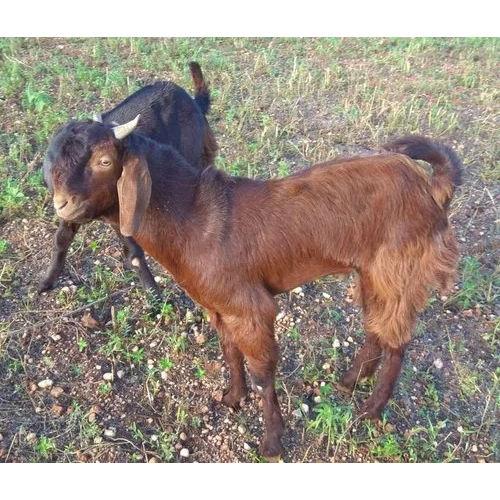 Brown Sirohi Goat