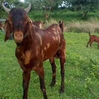 Sirohi Female Goat