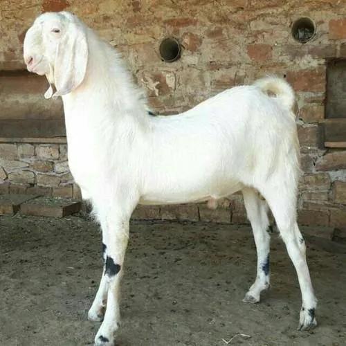 Sirohi Goat