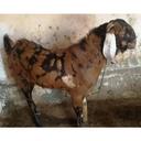 Sirohi Male Goat