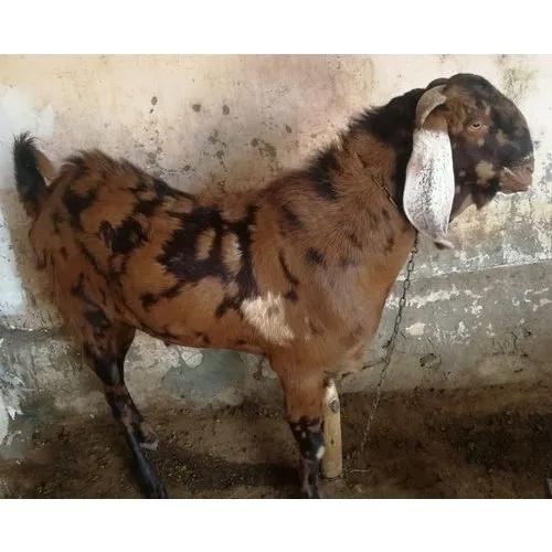 Sirohi Male Goat