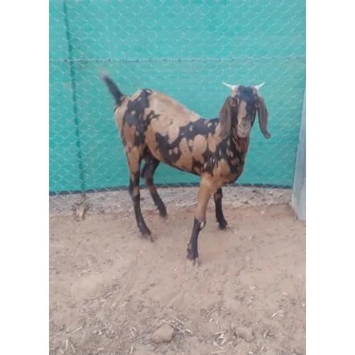 Dairy Sirohi Female Goat