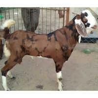 Gujri Goat
