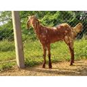 Beetal Male Sojat Breed Goat