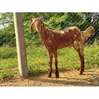 Beetal Male Sojat Breed Goat