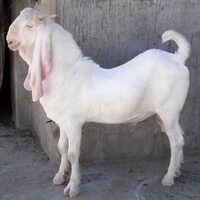 Sojat Breed Goat