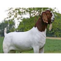 Totapari Goat