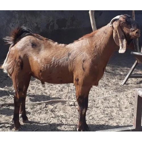 Brown Male Kurbani Goat