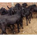 Black Beetal Goat